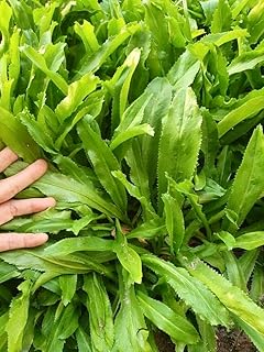 3500 Culantro Seeds – Ngò GAI – Sawtooth Herb – Mexican Coriander – Long Coriander – Recao – Fitweed Seeds – Organic, Non-GMO, Heirloom– Made in USA, Vegetable for Yard & Garden Planting